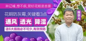 花期防灰霉，，，，，，，关键看3点